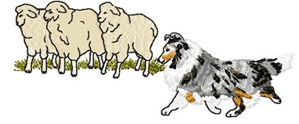 sheltie herding sheep 1